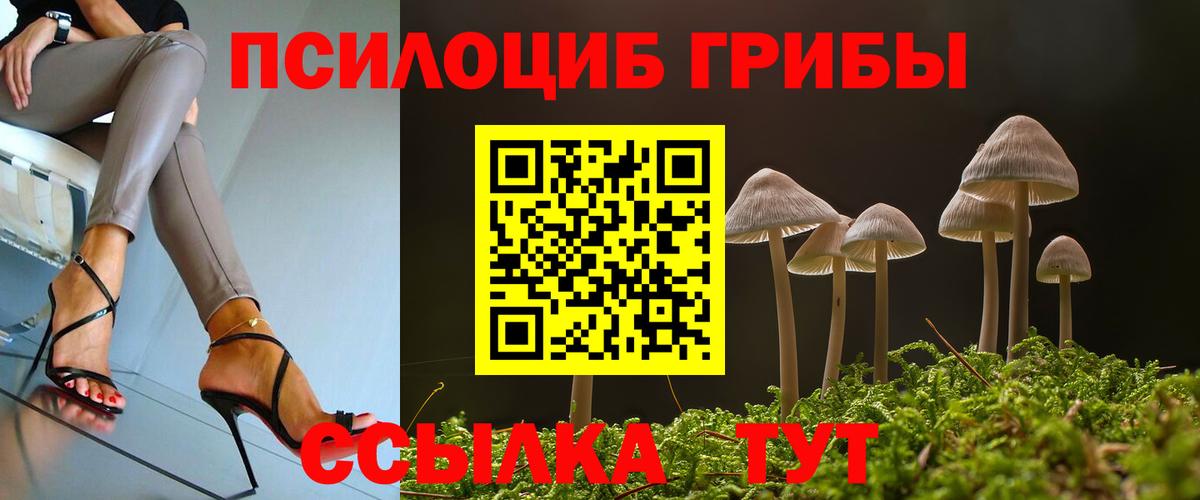 Галлюциногенные грибы Psilocybe Менделеевск